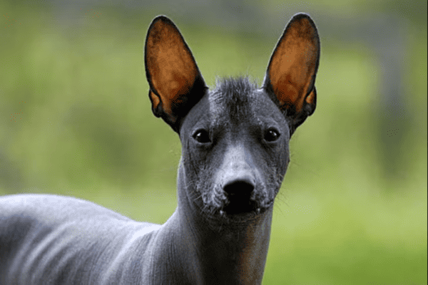 Mexicky-nahac-Xoloitzcuintli-panakei